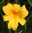 Hemerocallis Mary Todd